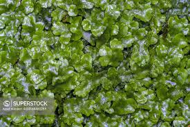 Attēlu rezultāti vaicājumam “Marchantiopsida”