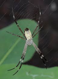 Image result for st andrews cross spider