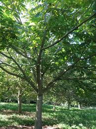Attēlu rezultāti vaicājumam “Juglans cinerea”