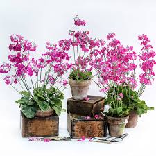 Image result for Primula malacoides