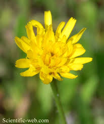 Attēlu rezultāti vaicājumam “Leontodon hispidus flower”