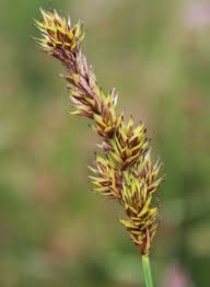 Attēlu rezultāti vaicājumam “Carex disticha”