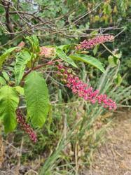 Attēlu rezultāti vaicājumam “Phytolaccaceae”