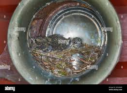 Attēlu rezultāti vaicājumam “Muscicapa striata nest”