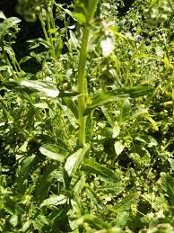 Attēlu rezultāti vaicājumam “Erigeron annuus leaf”