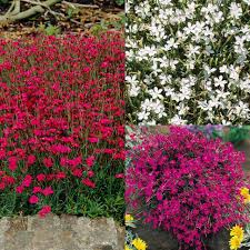 Attēlu rezultāti vaicājumam “Dianthus deltoides bud”