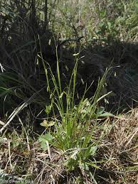 Attēlu rezultāti vaicājumam “Carex capillaris fruit”