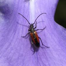 Attēlu rezultāti vaicājumam “Stenurella melanura”