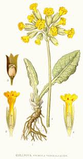 Attēlu rezultāti vaicājumam “Primula veris”