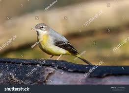 Attēlu rezultāti vaicājumam “Motacillidae”