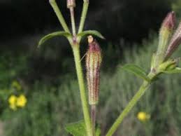 Attēlu rezultāti vaicājumam “Silene otites fruit”