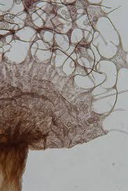 Attēlu rezultāti vaicājumam “Cribraria oregana”