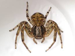 Attēlu rezultāti vaicājumam “Xysticus bifasciatus”