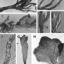 Attēlu rezultāti vaicājumam “Anomodon attenuatus sporophyte”