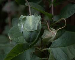 Image result for Glockenrebe