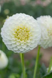 Image result for Dahlia `Snowflake`
