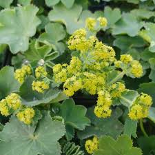 Image result for Alchemilla vulgaris