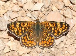 Attēlu rezultāti vaicājumam “Melitaea phoebe upperside”