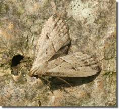 Attēlu rezultāti vaicājumam “Hypenodes humidalis”