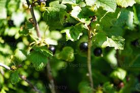 Attēlu rezultāti vaicājumam “Ribes nigrum leaf”