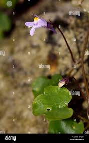 Attēlu rezultāti vaicājumam “Cymbalaria muralis leaf”