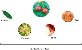 Attēlu rezultāti vaicājumam “Filipendula vulgaris fruit”