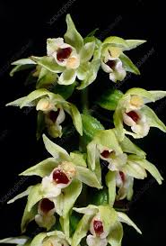 Attēlu rezultāti vaicājumam “Epipactis helleborine flower”