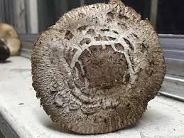 Attēlu rezultāti vaicājumam “Diderma ochraceum young”