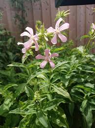 Attēlu rezultāti vaicājumam “Saponaria officinalis flower”