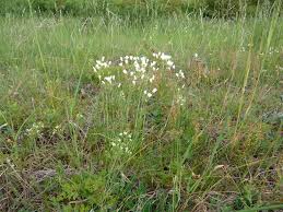 Attēlu rezultāti vaicājumam “Arenaria procera”