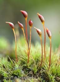 Attēlu rezultāti vaicājumam “Dicranella cerviculata”