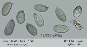 Attēlu rezultāti vaicājumam “Crustoderma dryinum”