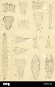 Attēlu rezultāti vaicājumam “Dendrophagus crenatus”