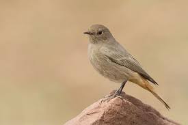 Attēlu rezultāti vaicājumam “Phoenicurus ochruros female”