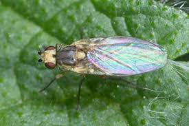 Attēlu rezultāti vaicājumam “Phytomyza ranunculi”