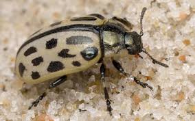 Attēlu rezultāti vaicājumam “Chrysomela vigintipunctata”