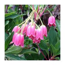 Attēlu rezultāti vaicājumam “Enkianthus campanulatus”