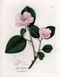 Attēlu rezultāti vaicājumam “Cydonia oblonga flower”