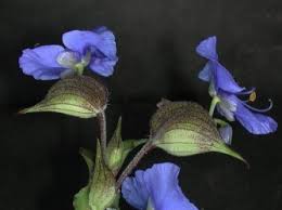 Attēlu rezultāti vaicājumam “Commelina coelestis”