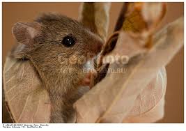 Attēlu rezultāti vaicājumam “Sicista betulina”