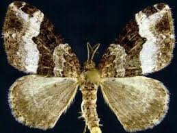 Attēlu rezultāti vaicājumam “Euphyia unangulata”