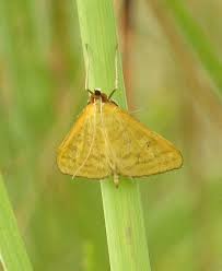 Attēlu rezultāti vaicājumam “Mecyna flavalis”