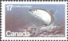 Image result for Coregonus huntsmani