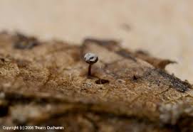 Attēlu rezultāti vaicājumam “Didymium bahiense macro”