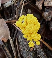 Attēlu rezultāti vaicājumam “Leocarpus fragilis young”