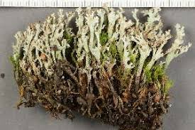 Attēlu rezultāti vaicājumam “Cladonia phyllophora”
