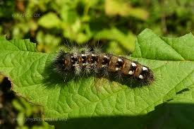 Attēlu rezultāti vaicājumam “Acronicta rumicis larva”