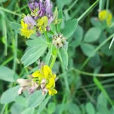 Attēlu rezultāti vaicājumam “Medicago x varia  flower”