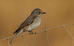 Attēlu rezultāti vaicājumam “Muscicapa striata”