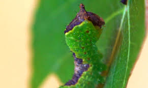 Attēlu rezultāti vaicājumam “Furcula bifida”
